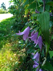 Campanula trachelium