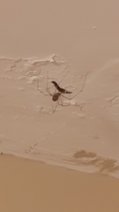 Psilochorus dogmaticus