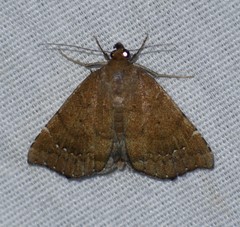 Focillidia texana