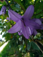 Campanula trachelium