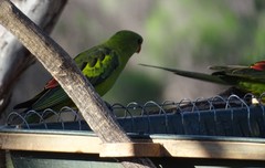 Polytelis anthopeplus