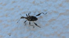 Stephanorhynchus lawsoni