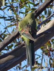 Polytelis anthopeplus