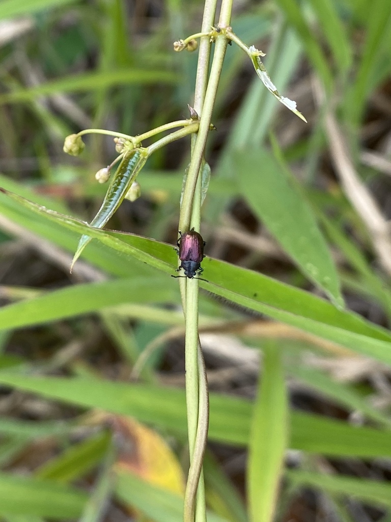 Freudeita cuprinula