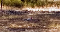 Eolophus roseicapilla