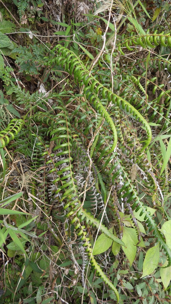 Goniopteris baorucensis