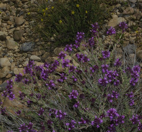 Thymus munbyanus subsp. coloratus image