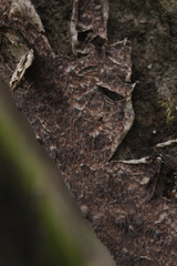 Steccherinaceae