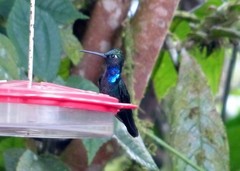 Campylopterus villaviscensio