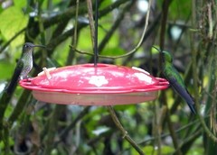 Taphrospilus hypostictus