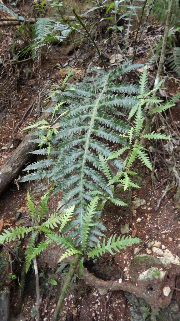 Goniopteris alata