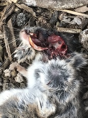 Peromyscus maniculatus anacapae