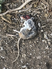 Peromyscus maniculatus anacapae