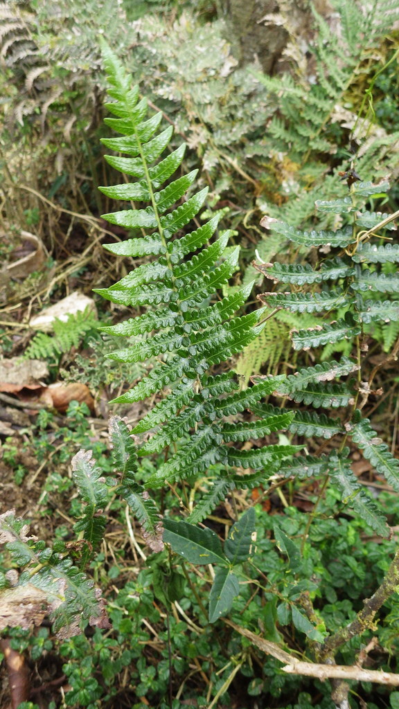 Goniopteris nigricans