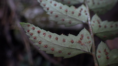 Polystichum trapezoides