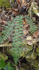 Polystichum trapezoides