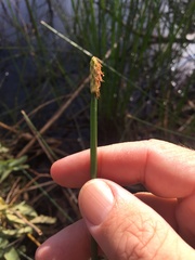 Eleocharis dulcis