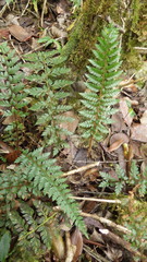 Polystichum filiorum