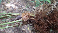 Polystichum filiorum