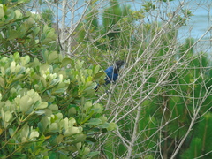 Cyanocorax caeruleus