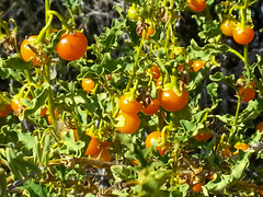 Solanum humile