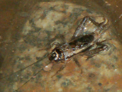 Acheta domesticus