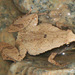 Dark-sided Chorus Frog - Photo (c) 106611639464075912591, some rights reserved (CC BY-NC-SA), uploaded by 106611639464075912591