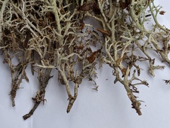 Cladonia stygia