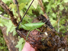 Belocephalus