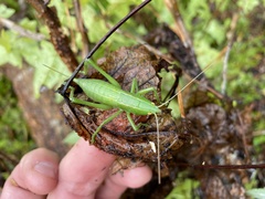 Belocephalus