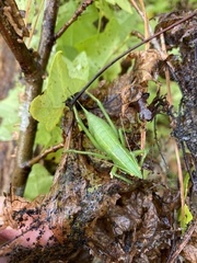 Belocephalus