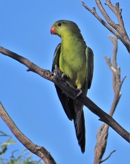 Polytelis anthopeplus