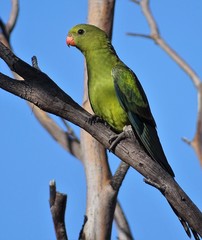 Polytelis anthopeplus