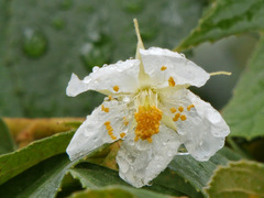 Muntingia calabura