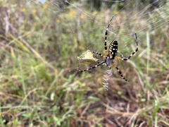 Argiope aurantia image
