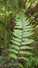 Amauropelta rupestris