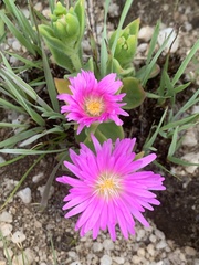 Delosperma deilanthoides