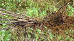 Amauropelta rupestris