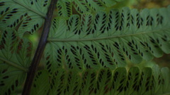 Amauropelta rupestris