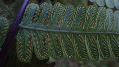 Amauropelta rupestris