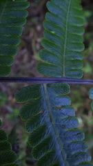 Amauropelta rupestris