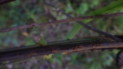 Amauropelta rupestris