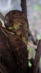 Amauropelta rupestris