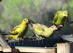 Polytelis anthopeplus