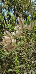 Melaleuca huegelii