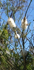 Melaleuca huegelii