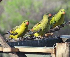 Polytelis anthopeplus