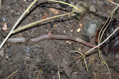 Lumbricidae