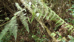 Amauropelta pteroidea