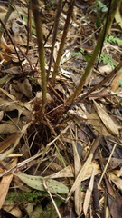 Amauropelta pteroidea